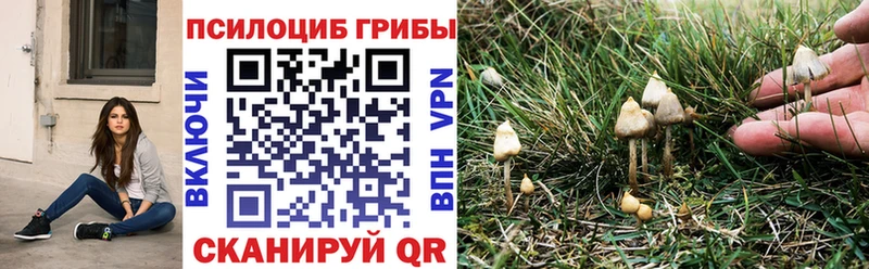 darknet телеграм  Арзамас  Псилоцибиновые грибы Cubensis 
